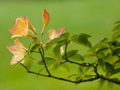生辰八字桃花煞