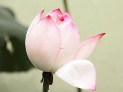 生辰八字桃花查询,生辰八字查询表