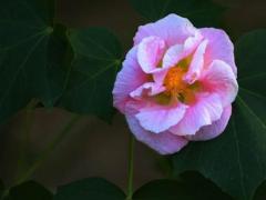 男孩姓名属虎免费起名,男孩名字大全属虎