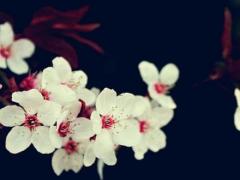吉利2025年5月5月的好日子 哪天好适合生肖