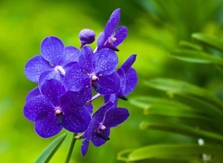 生肖虎未来十年运势,属虎未来十年