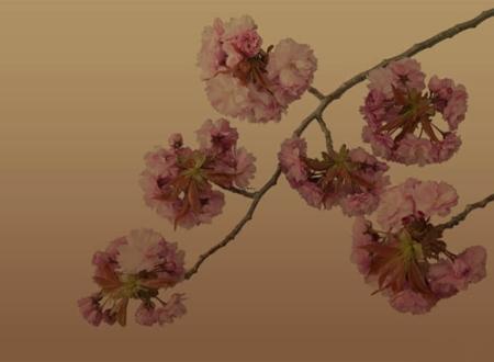 生肖马养什么植物旺财,生肖鸡什么植物旺财