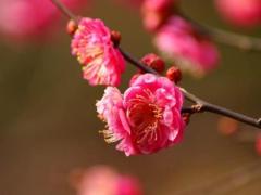 狮子座女生性格特点,天秤座女生性格特点