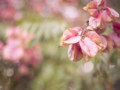 生肖属虎本周运势查询,属虎本周运势非常运势