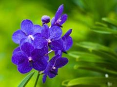 生肖虎未来十年运势,属虎未来十年