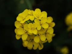 生肖可以佩戴吗,生肖蛇可以佩戴貔貅吗