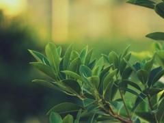 狮子座女生特点,狮子座女生特点和缺点