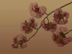 生肖马养什么植物旺财,生肖鸡什么植物旺财