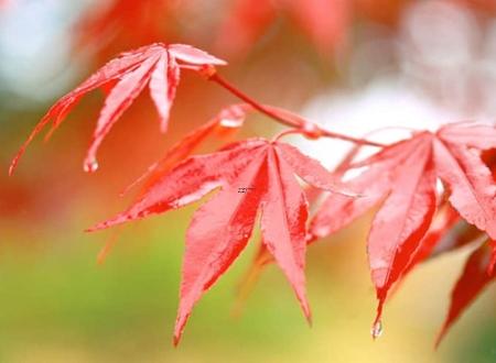 烤鱼取名宝典,烤鱼取名字大全要大气又有名气的