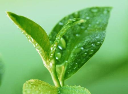 狮子座今年运气,狮子座今年运气好吗