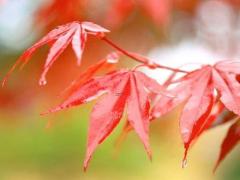 烤鱼取名宝典,烤鱼取名字大全要大气又有名气的
