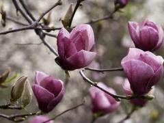 牛年本命年能不能带红绳,本命年红绳能不能换