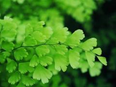 犯太岁指的是什么,啥叫犯太岁是什么意思