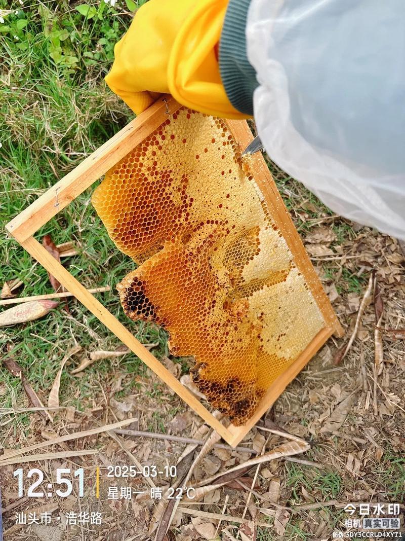 2025年11月份割蜜吉日