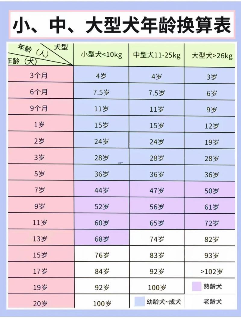 属狗的今年是多大岁数,属狗的今年是多大岁数了