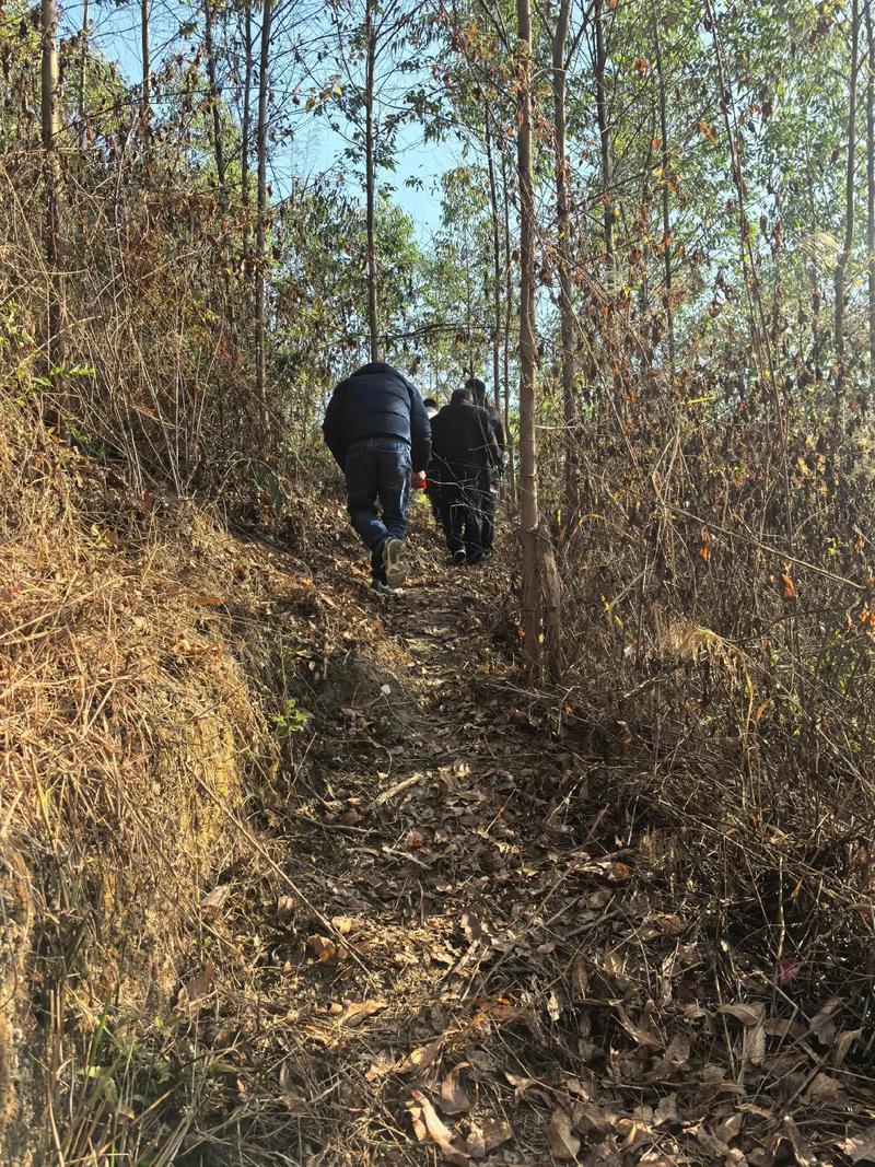 2025年阳历11月扫墓吉日