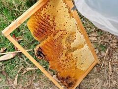 2025年11月份割蜜吉日 11月最旺收蜂吉日