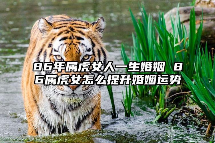 属虎女的婚姻是怎样,86年属虎二次婚姻在几岁