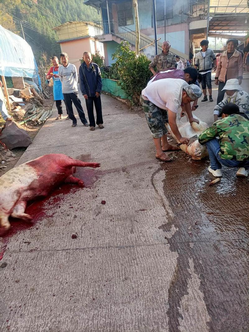 2025年11月25日适合杀猪吗