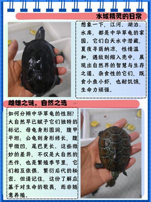 养小草龟的正确方法,养草龟的十大忌讳