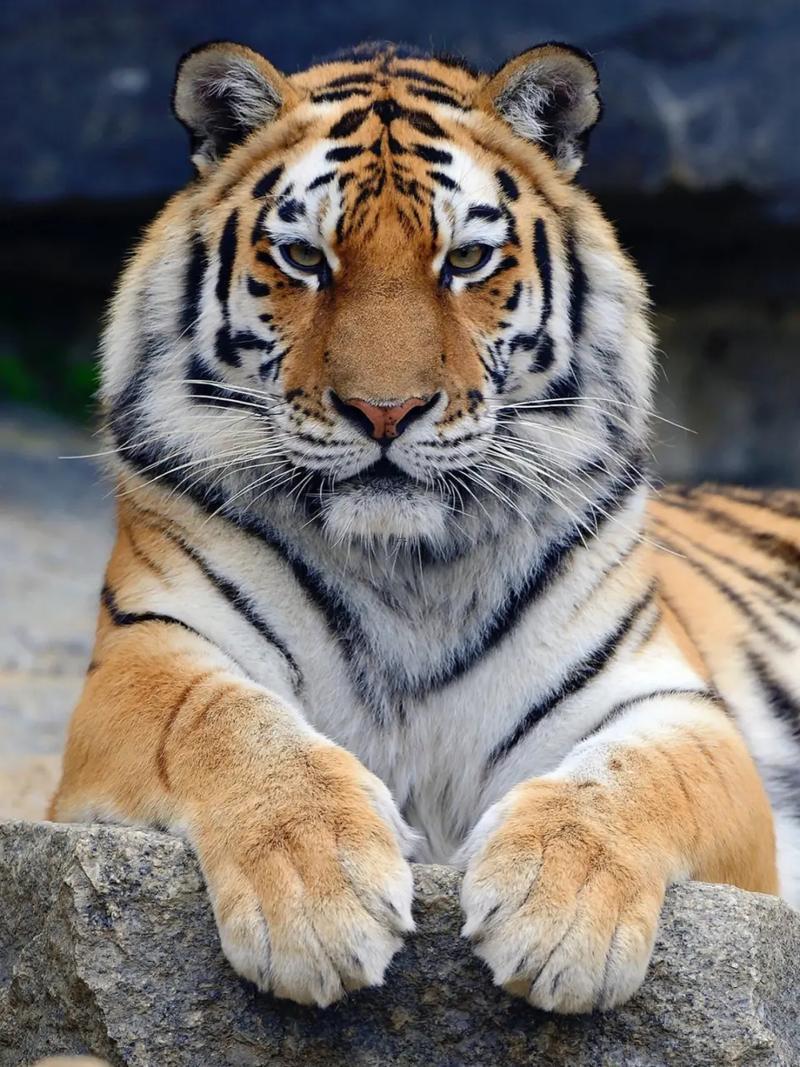 62年属虎女有几次婚姻,62年属虎女2021年婚姻感情运势