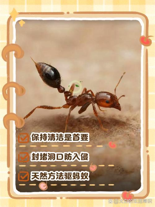 2025年11月断蚁吉日