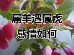 属虎女跟属羊男的婚姻怎么样,属虎女和属羊男的合不合