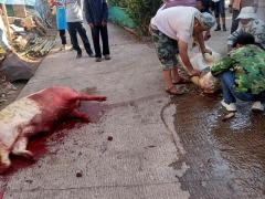 2025年11月25日适合杀猪吗 2025年杀猪吉日怎么选