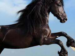 属马的命运好吗,属马的命运好吗？