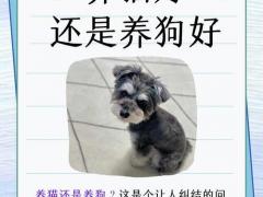 属龙可以养猫或养狗吗,属龙可以养猫或养狗吗女