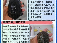 养小草龟的正确方法,养草龟的十大忌讳