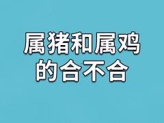 属鸡与属猪的婚姻运势如何,属鸡和属猪千万不能在一起