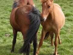 马的年龄相当于人的几岁,马的年龄和人的年龄