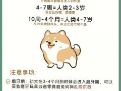 属狗的今年多大岁数请告诉我,属狗的今年多少岁分别多少岁