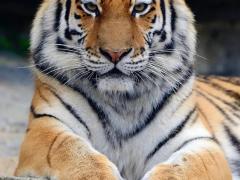 62年属虎女有几次婚姻,62年属虎女2021年婚姻感情运势