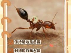 2025年11月断蚁吉日 11月最适合驱蚁的黄道吉日