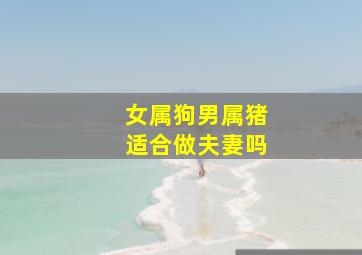 女属狗男属猪适合做夫妻吗,