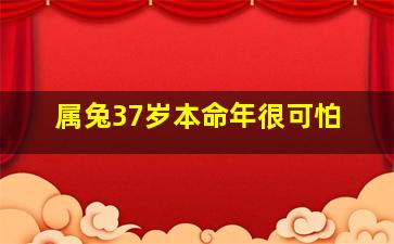 属兔37岁本命年很可怕,生肖兔本命年的注意事项