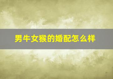 男牛女猴的婚配怎么样,