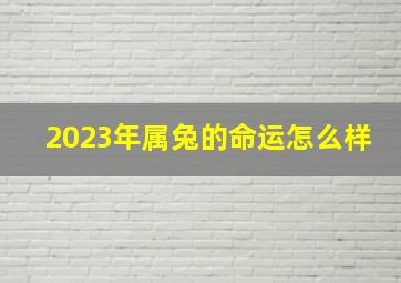 2023年属兔的命运怎么样,2023年属兔的命运