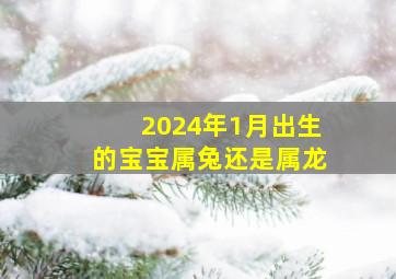 2024年1月出生的宝宝属兔还是属龙,属兔2024年1月3日出生的男宝宝名字